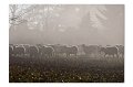 Tiere M 10